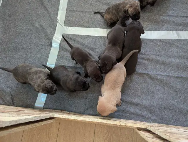 Pups please message number in Dogs & Puppies for Rehoming in Medicine Hat - Image 9