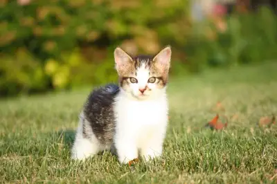 Male & Female Kitties!, View more