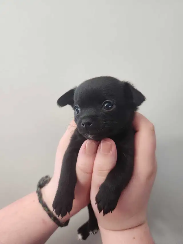 Chihuahua puppies ready now in Dogs & Puppies for Rehoming in Edmonton - Image 6
