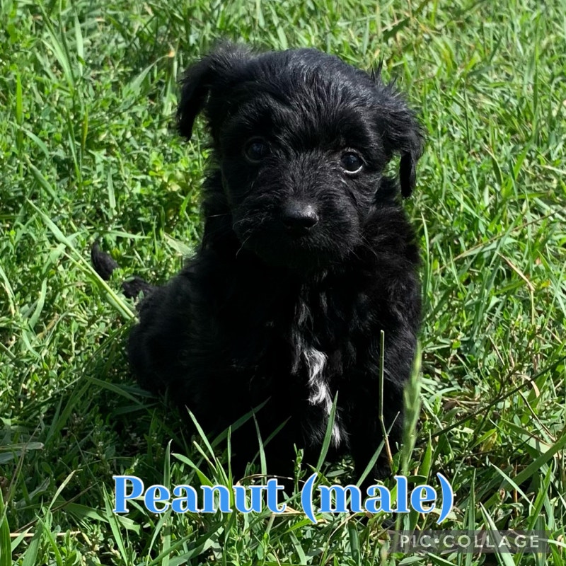 Borderdoodle Puppies Dogs & Puppies for Rehoming Lloydminster Kijiji
