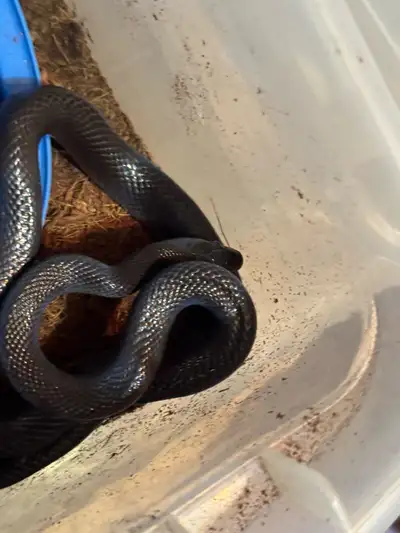 African house snakes , View more