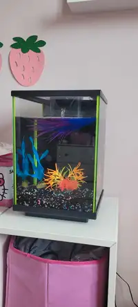 (sold) Fish neón aquarium 6 gallon.  60$