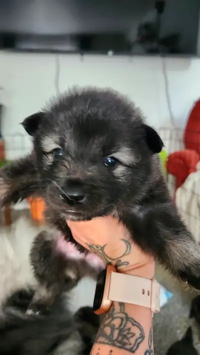 chiots  keeshond, Voir plus
