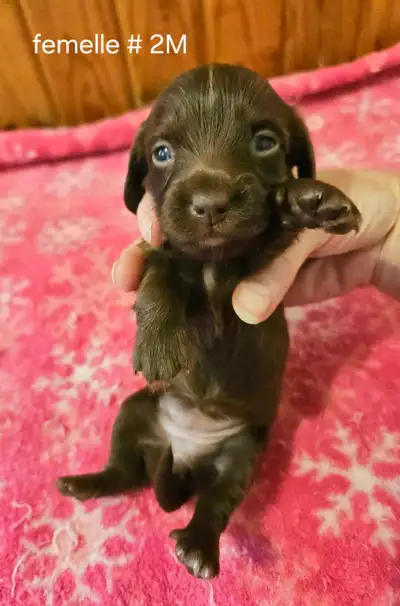 chiots teckel dachshund miniatures à poils longs, View more