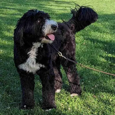 Get your pup the exercise they deserve! I'm offering dog walking services in Mississauga center at a...