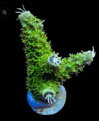 Green slimer coral frag