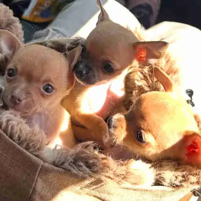 Ultra-rare Luxury teacup Chihuahua puppies!, View more
