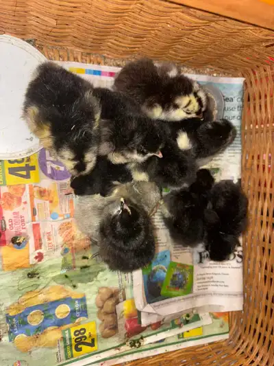 mottled Orpington x lavender Orpington chicks, View more