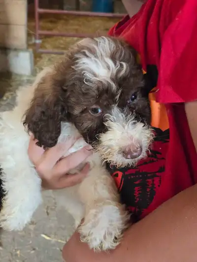 I have 3 minnie Labradoodle pups to rehome. Very friendly cute pups. There is one white with brown s...