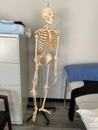 Skeleton - medical anatomical life size
