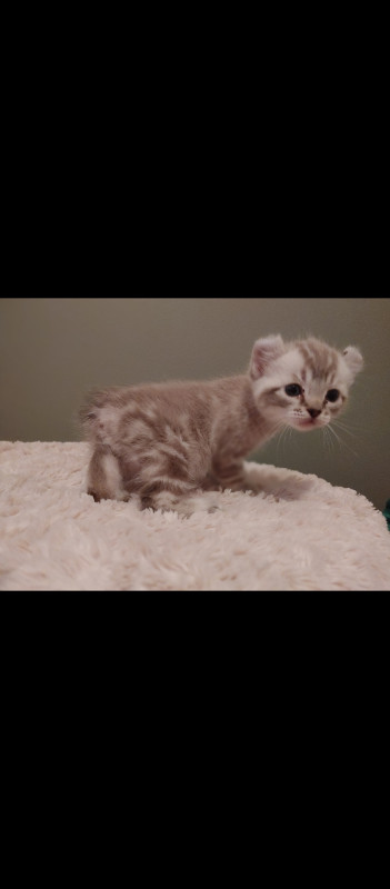 Chatons highland lynx dans Chats et chatons à adopter  à Shawinigan - Image 4