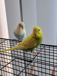 Male budgies 