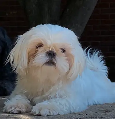 White Shihtzu puppies ready August 10,  2025, View more