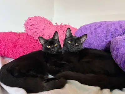 La plupart des pensions pour chats ont fermé dans les dernières années et les gens ont adopté plus d...