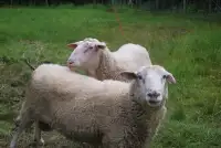 Dairy Sheep Rams