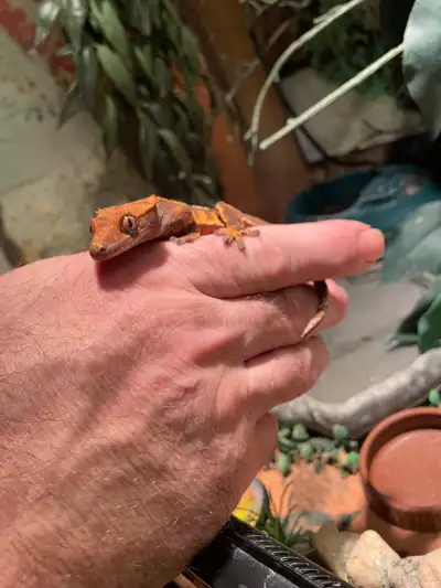 Baby Crested Geckos , View more