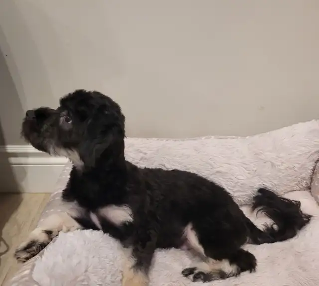 Puppies  for  sale  Chihuahua  cross  Maltese in Dogs & Puppies for Rehoming in Kitchener / Waterloo - Image 4