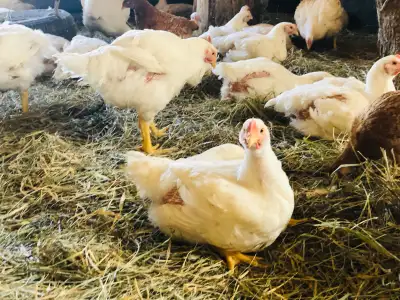 Farm Fresh Chicken $6 per pound, View more