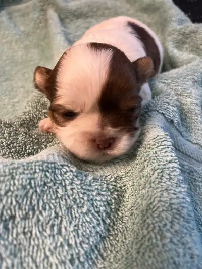 Beautiful little female Shih Tzu Yorkie puppy she was born May 20. She will be a very well socialize...