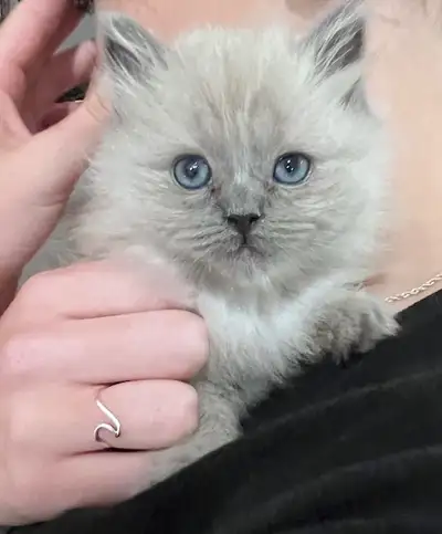Birman Ragdoll Kitten, View more