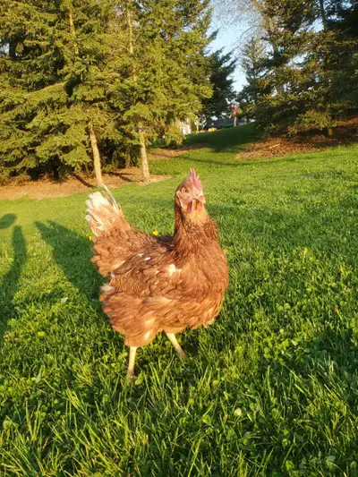 Isa Brown  Chickens, View more