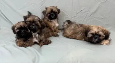 4 Super cute, Very Friendly Imperial (Tea Cup) Shih Tzu Puppies, View more