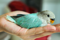 Adorable, tame hand-raised white face turquoise baby lovebird