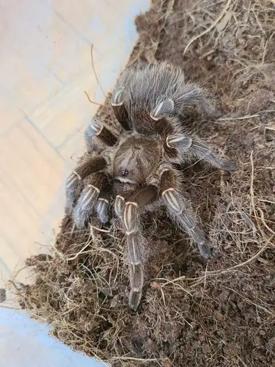 Tarantulas for sale! (READ DESCRIPTION PLS), View more