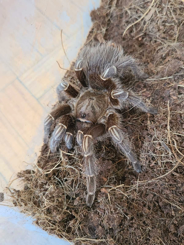 Tarantulas for sale! (READ DESCRIPTION PLS) in Reptiles & Amphibians for Rehoming in City of Toronto