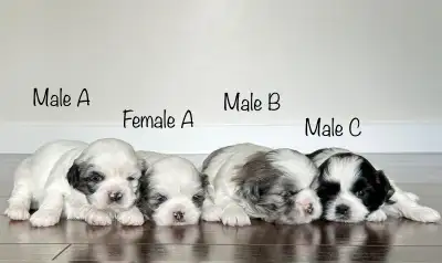 These adorable Shih Tzu Puppies are looking for a lovely home ❤️ Ready to go after May 28. Born on A...