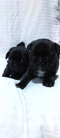 Frenchton Puppies!