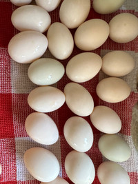 Duck eggs to eat 