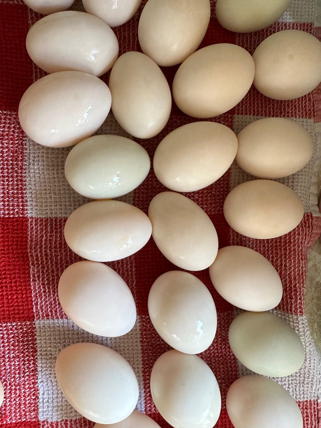 Duck eggs to eat  in Livestock in Grand Bend