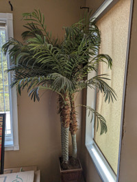 palm tree