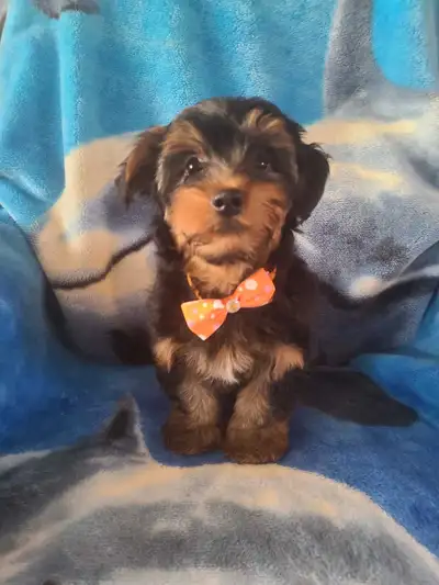 Superbe chiot shorkie prêt à partir..., View more
