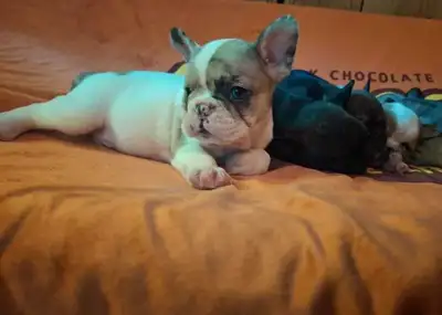French Bulldog Puppies, View more