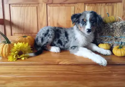 Australian Shepherd Puppies!, View more