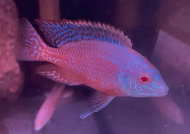 lots of new fish in stock African cichlids fish! in Fish for Rehoming in Mississauga / Peel Region - Image 7