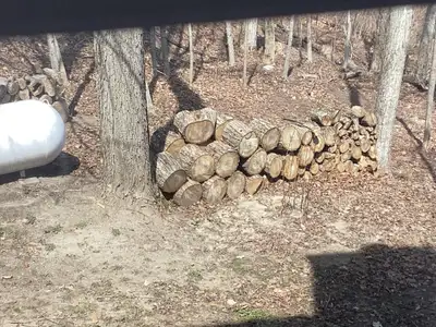 Free firewood, View more