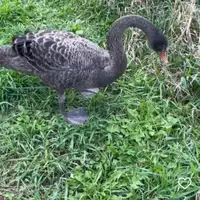 Male Black Australian Swan