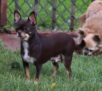 Chihuahua pure race CCC avec ou sans droit de reproduction