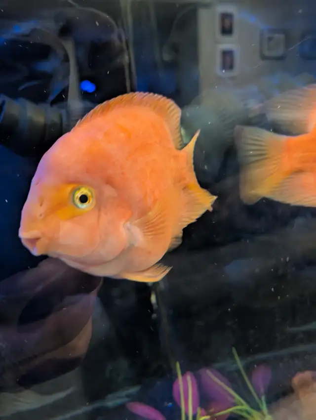 African chilclids in Fish for Rehoming in London - Image 3