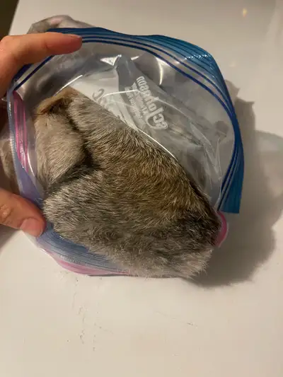 Untreated Raw Rabbit Hides , View more