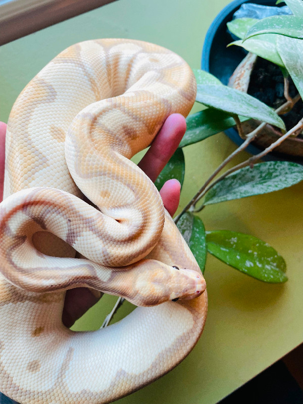Ball Python available! in Reptiles & Amphibians for Rehoming in Markham / York Region