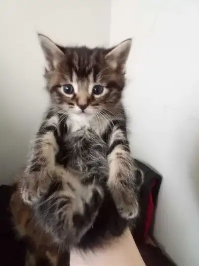 8 week old beautiful kittens , View more