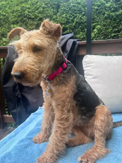 Welsh Terrier-  Femelle 4 ans, View more