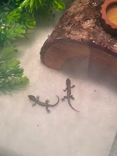 Mourning Gecko, View more
