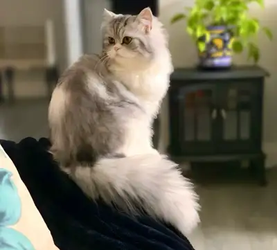 WANTED Stud Service for Two Ragdoll Silver Persian Females, View more