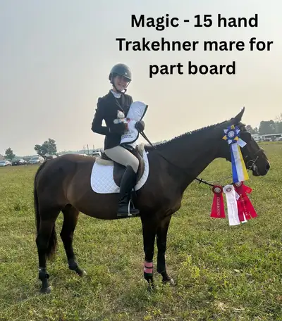 15 hand Traekhner mare for part board! , View more