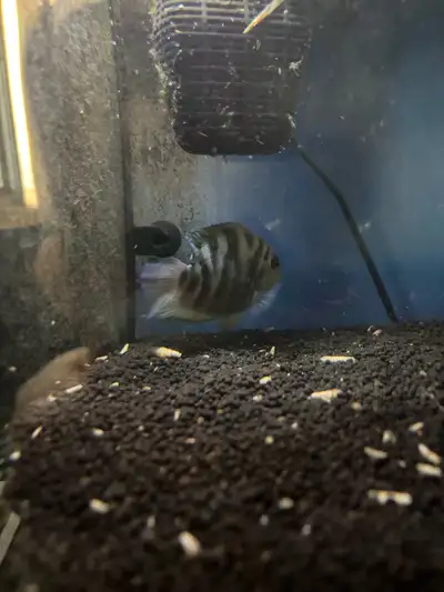  convict Cichlid , View more